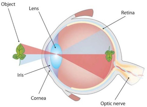 The Human Eye