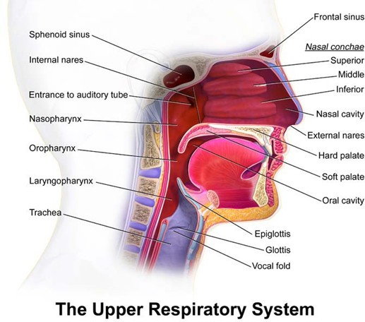 The Upper Respiratory System