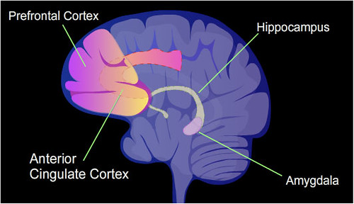 Illustration of brain regions. Prefrontal cortex is the front upper part of the brain. Behind the prefrontal cortex is the Anterior cingulate cortex. In the middle center of the brain you'll find the hippocampus and at the large end of the hippocampus is the amygdala.