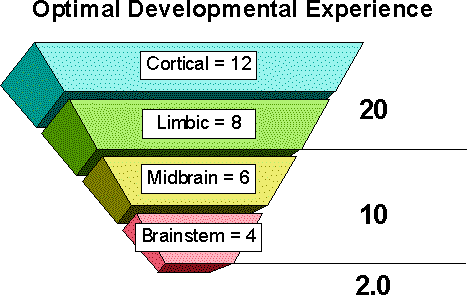 Optimal Development Experience. Cortical = 12, Limbic = 8, Midbrain = 6, Brainstem = 4.