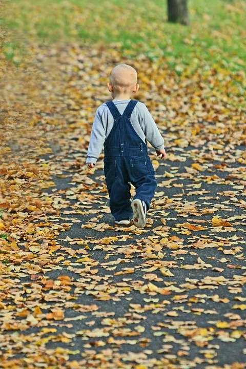 Toddler walking away from the camera dressed in a blue long sleeve shirt and blue overalls walking on a path covered with fall leaves.