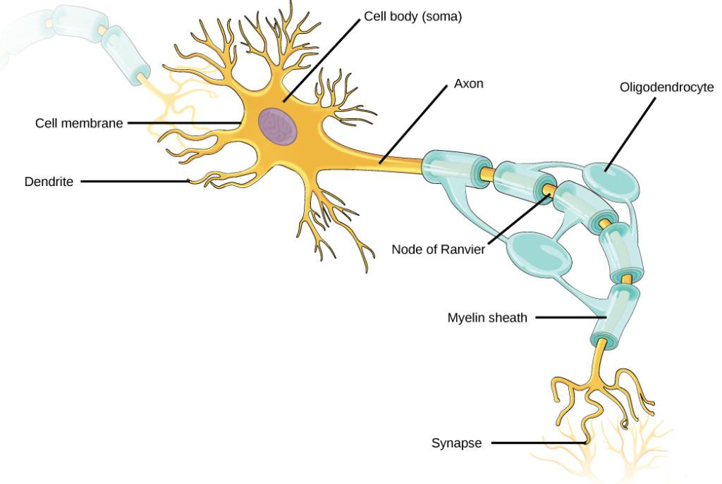 Labeled neuron: Cell Membrane, Dendrite, Cell Body (soma), Axon, Node of Ranvier, Oligodendrocyte, Myelin sheath, Synapse