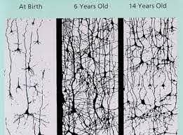 At birth synaptic density is slow but then