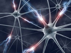 Brain Neurons
