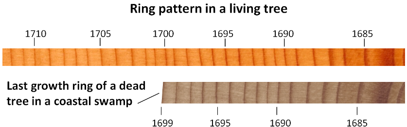 Example of tree-ring dating of dead trees