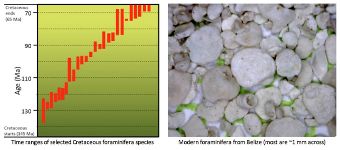 Time ranges for Cretaceous foraminifera (left).  Modern foraminifera from the Ambergris area of Belize (right).