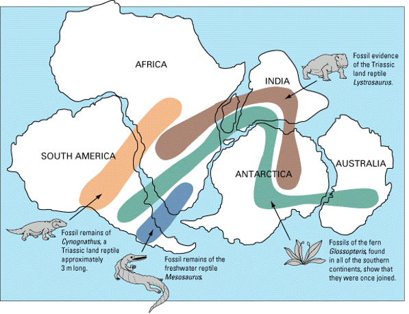 Map of Permian terrestrial fossils across South America, Africa, India, Antarctica, and Australia.