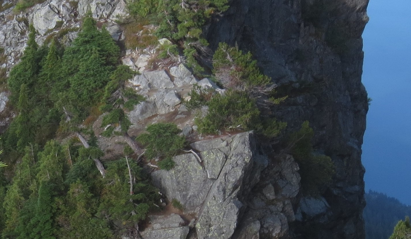 Conifers growing on granitic rocks.