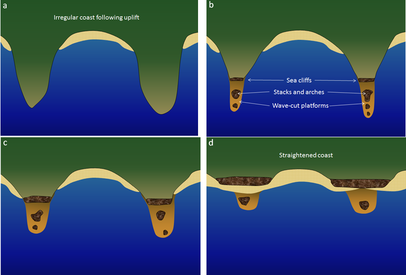 Evolution of a straightened coast through the erosion to stacks and arches, sea cliffs, and wave-cut platforms.