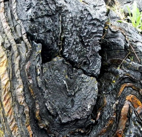 A limestone outcrop.