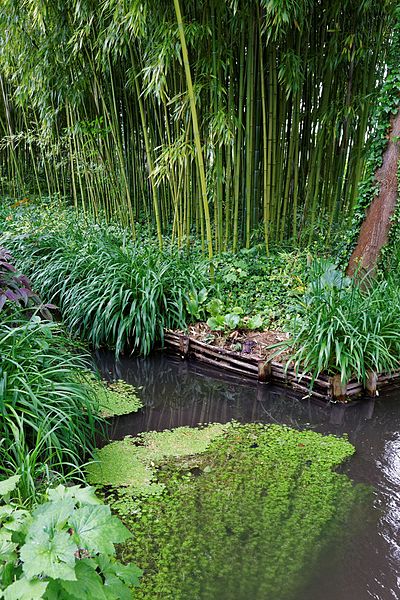 Monet’s Gardens at Giverny. Photograph of Japanese style garden with pond and bamboo