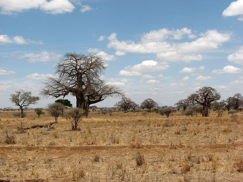 Savanna in Tarangire National Park with Baobab Trees.