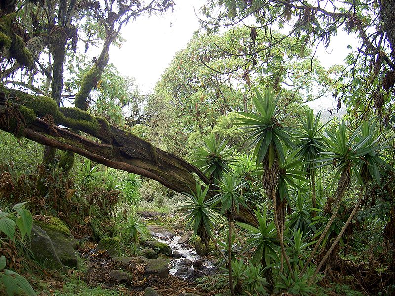 Tropical Rain Forest near Mt. Kenya.